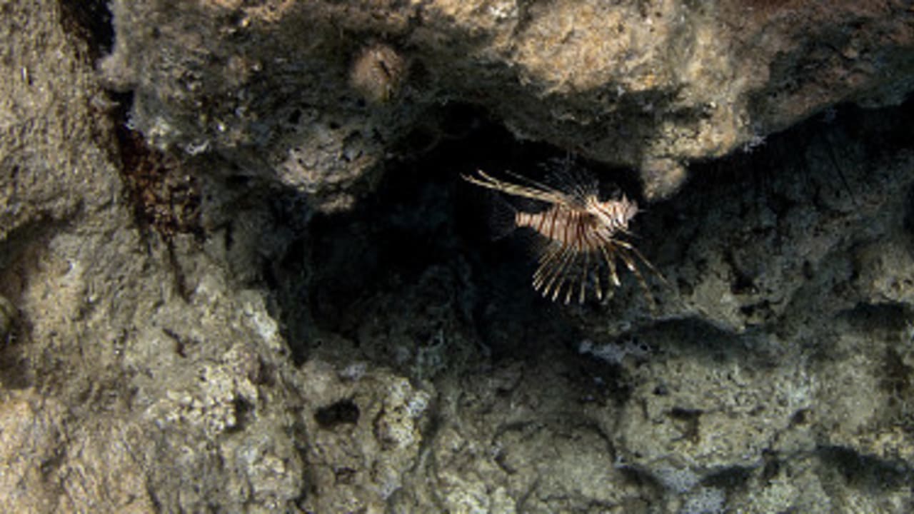 إصابة شاب إسرائيلي بعد لسعة سمكة الأسد